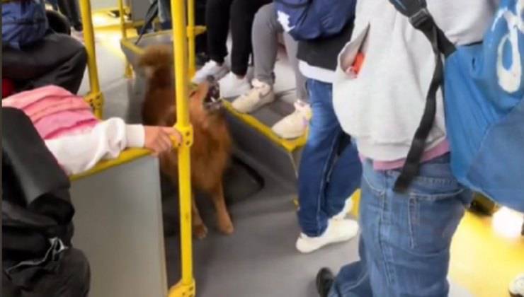 cane matematica video tiktok