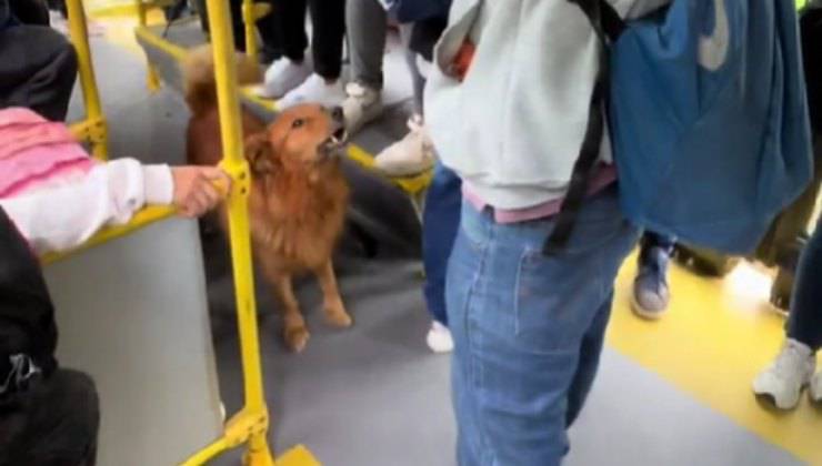 cane bravo in matematica