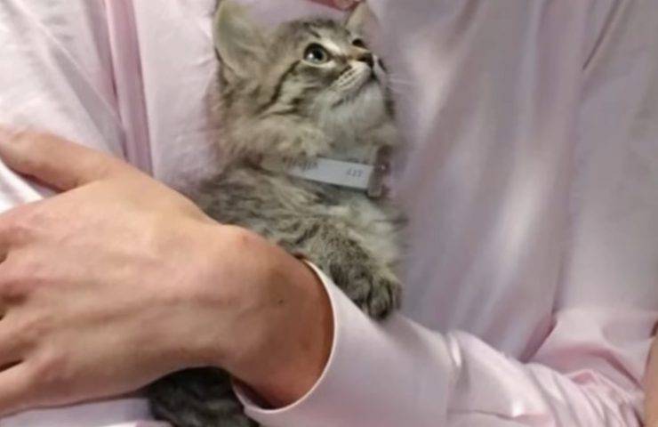 Il gattino gli salta in braccio ed è subito amore