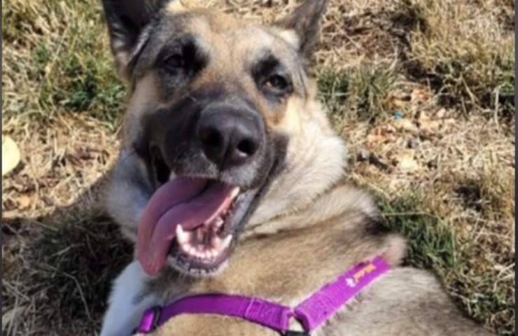 Legata davanti al rifugio non accetta aiuto