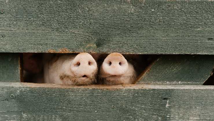 allevamenti intensivi maiali