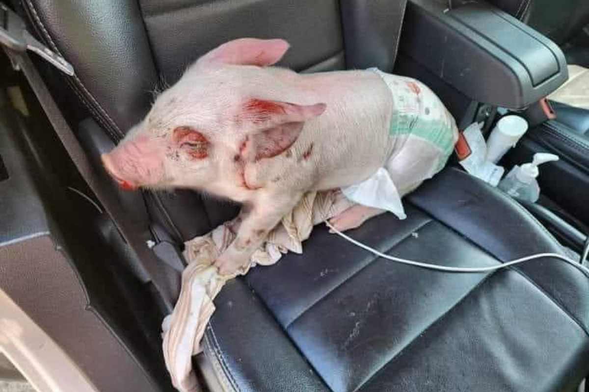 maialina camion corsa