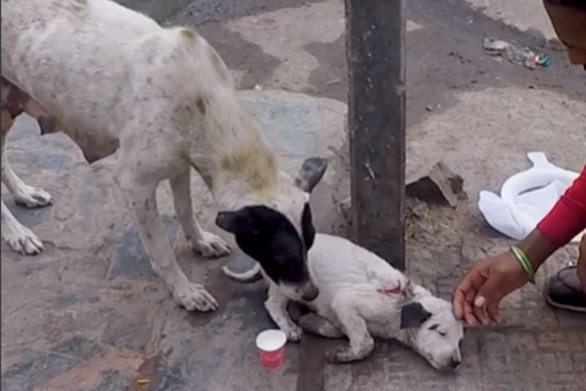 Mamma cane chiede aiuto per cane