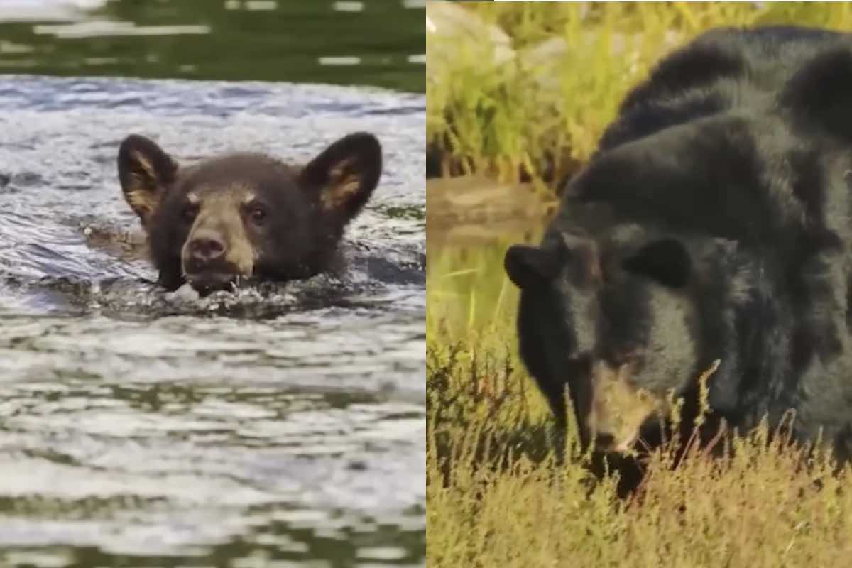 Mamma orsa salvare cucciolo