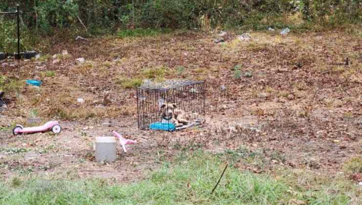 cane abbandonato dopo trasloco