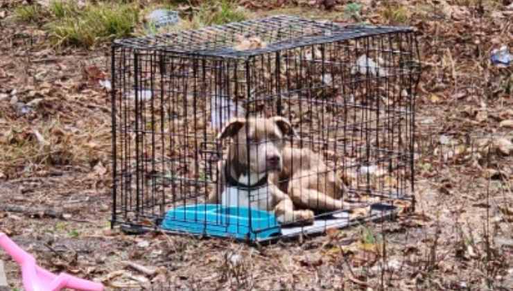 cane trovato in gabbia