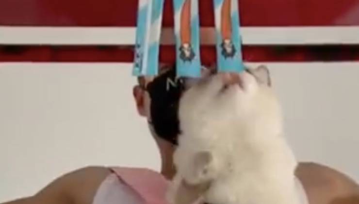 gatto pigro goloso addominali