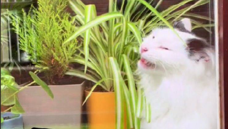 piante pericolose per gatto