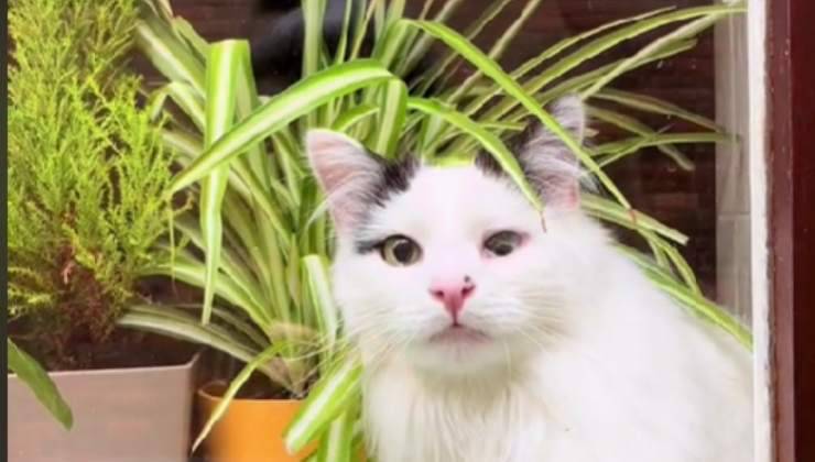 gatto mangia pianta video