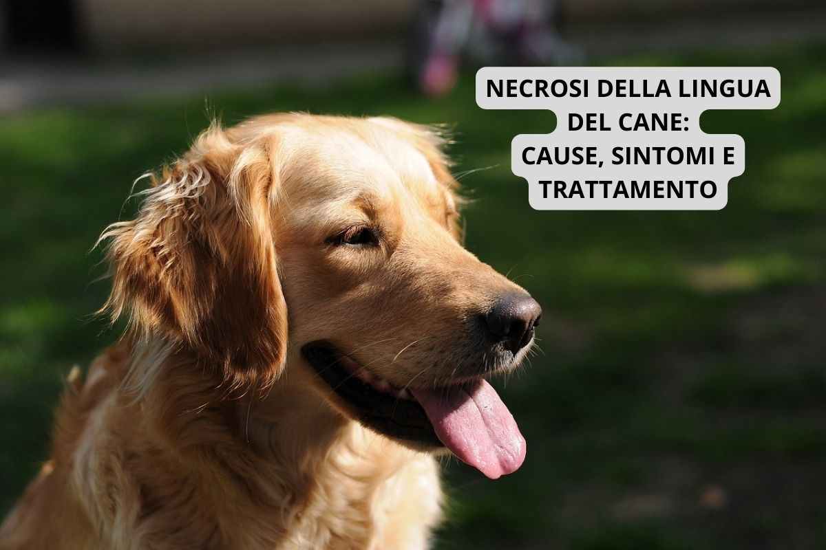 necrosi lingua cane
