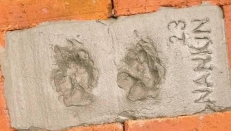 cane zampe pavimento firma 