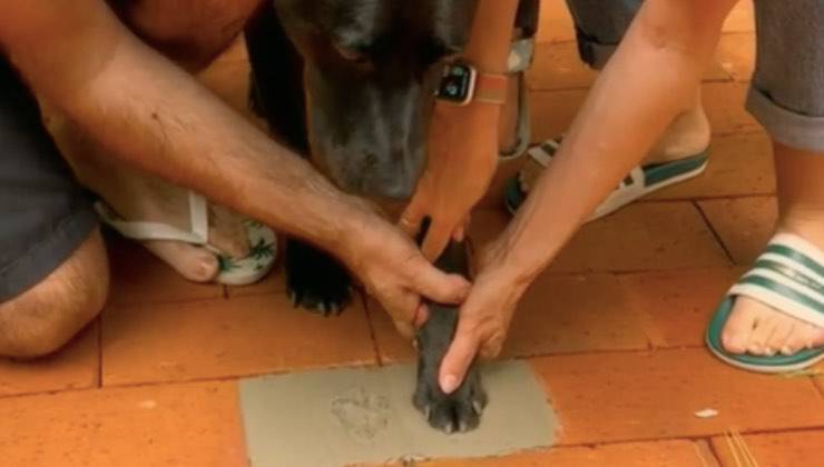 cane Taiwan dog casa 