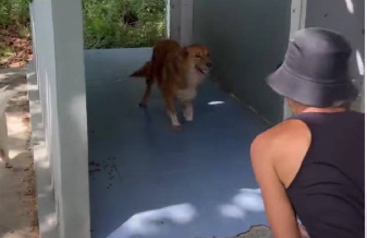 cane abbandonato thailandia