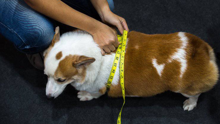 Prendere le misure al cane