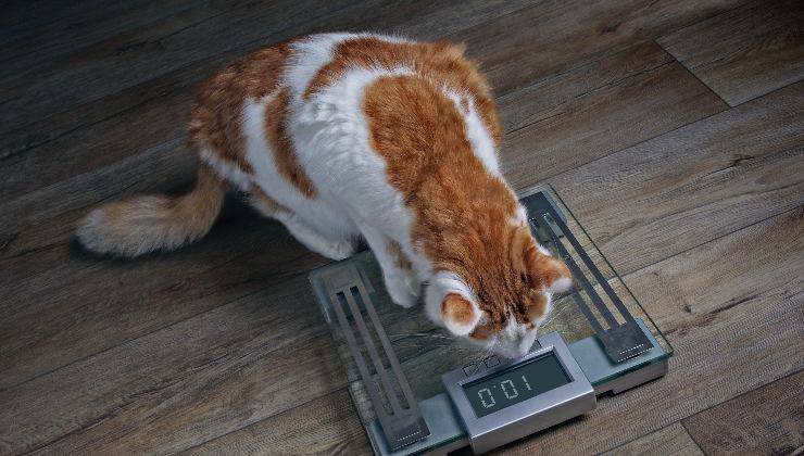 obesità nel gatto