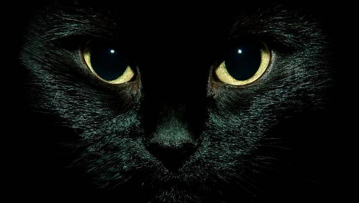 Occhi gatto al buio