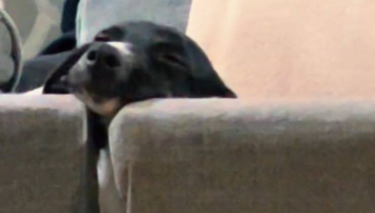 cagnolina dolcissima assopita divano 