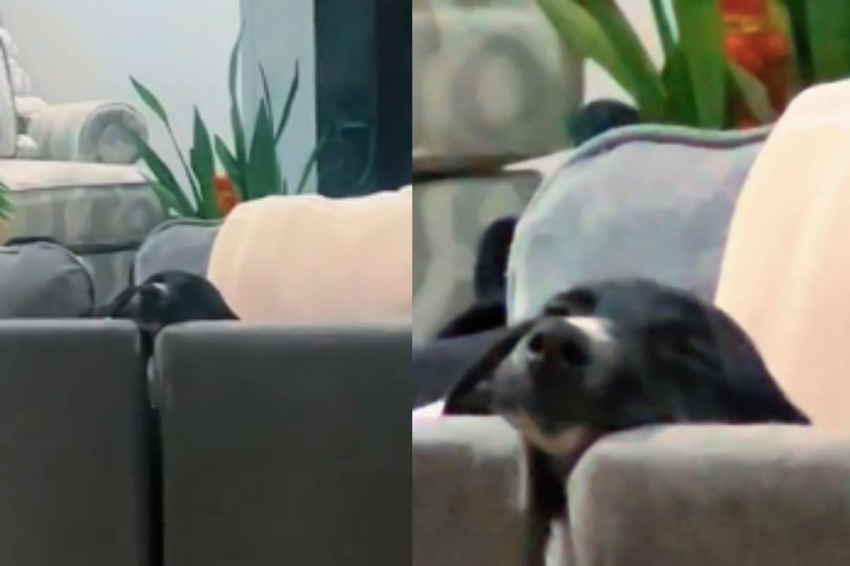 Cagnolina olive salvata addormenta