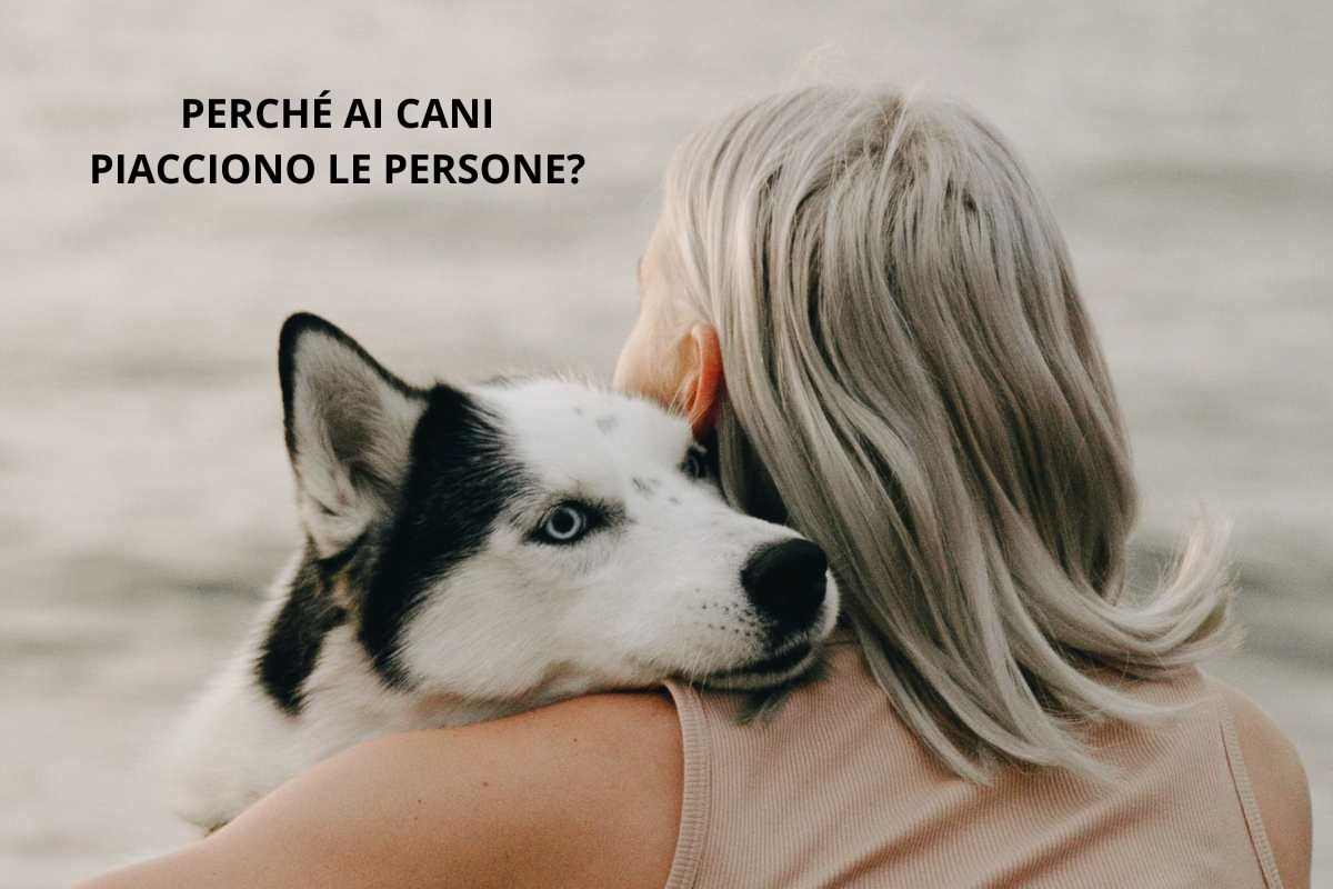 Perché cani piacciono persone