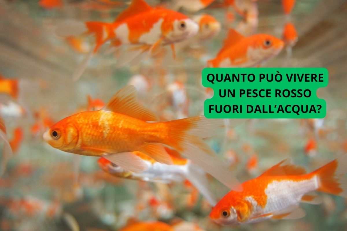 quanto può vivere pesce rosso fuori dall'acqua