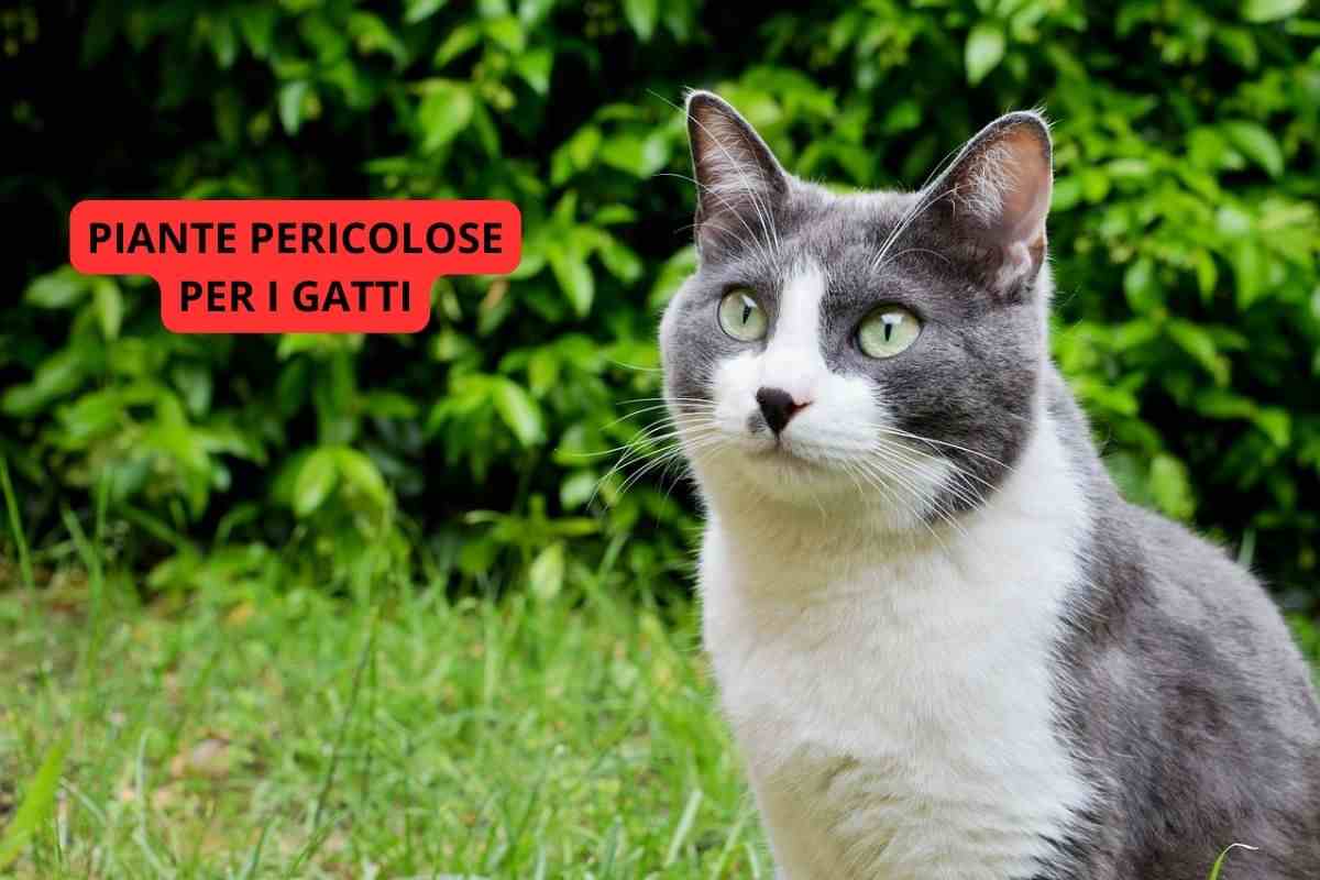 Piante pericolose per i gatti