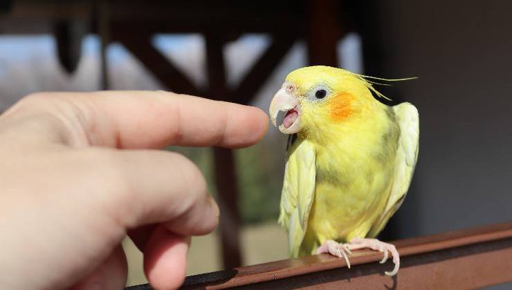 pappagallo aggressivo