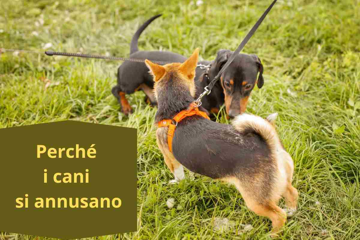 Cane annusa il sedere all'altro