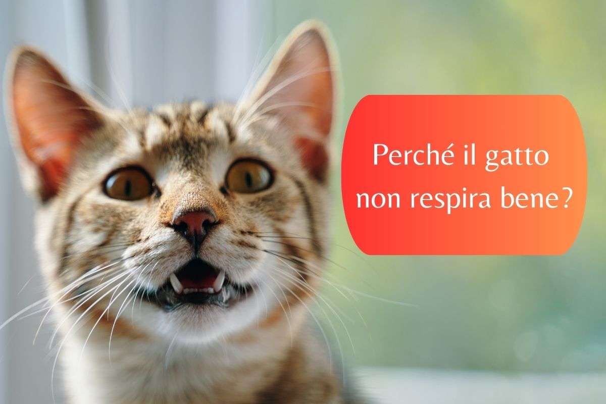 Il gatto non respira bene