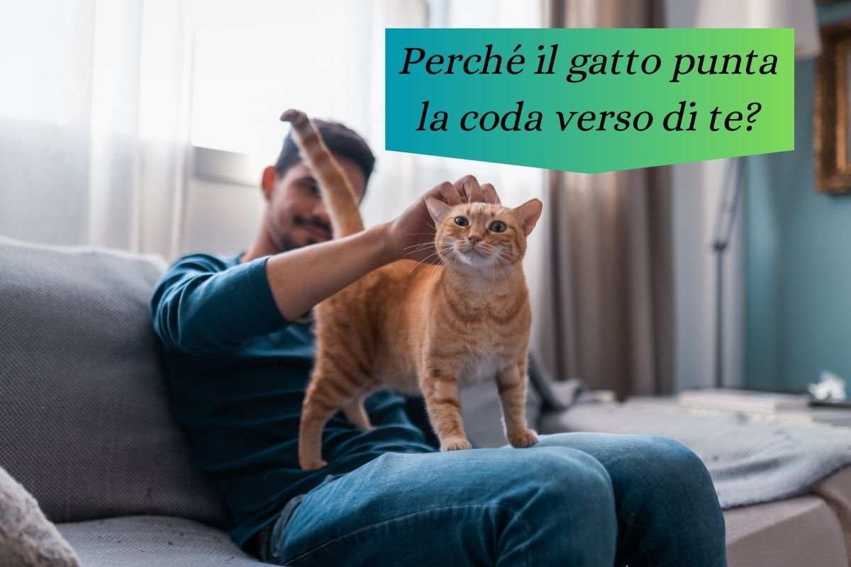 Il gatto punta la coda verso di te