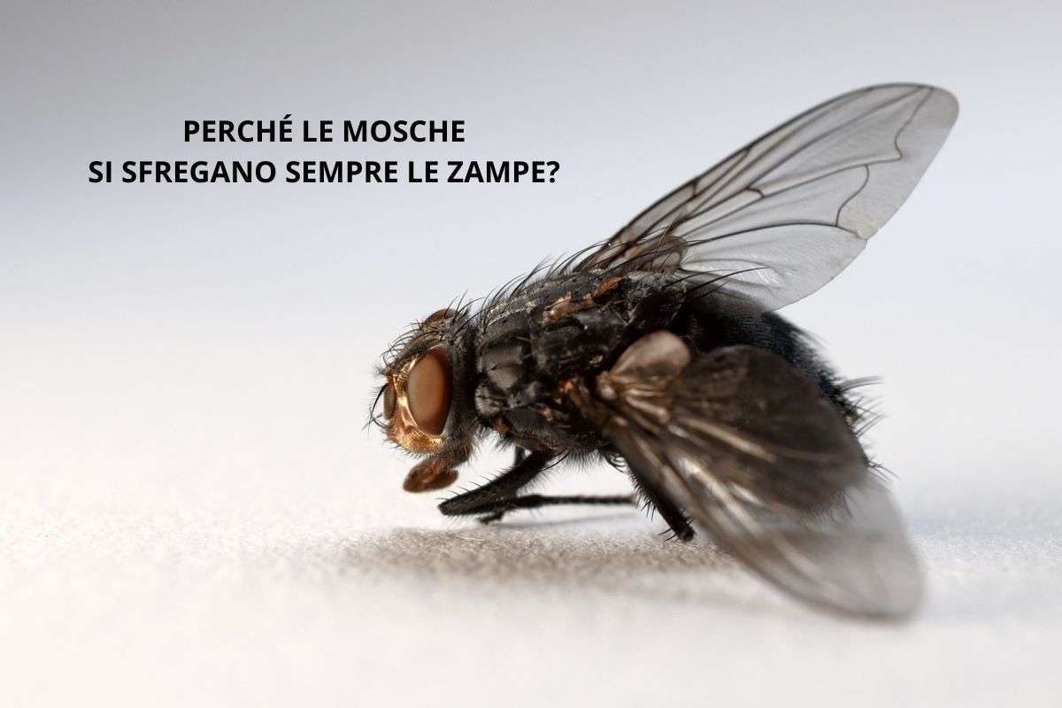 perché le mosche si sfregano le zampe