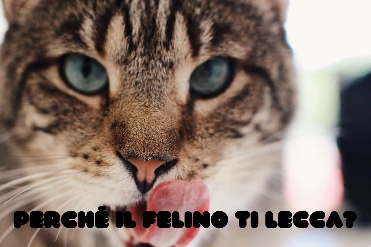 Perché micio ti lecca