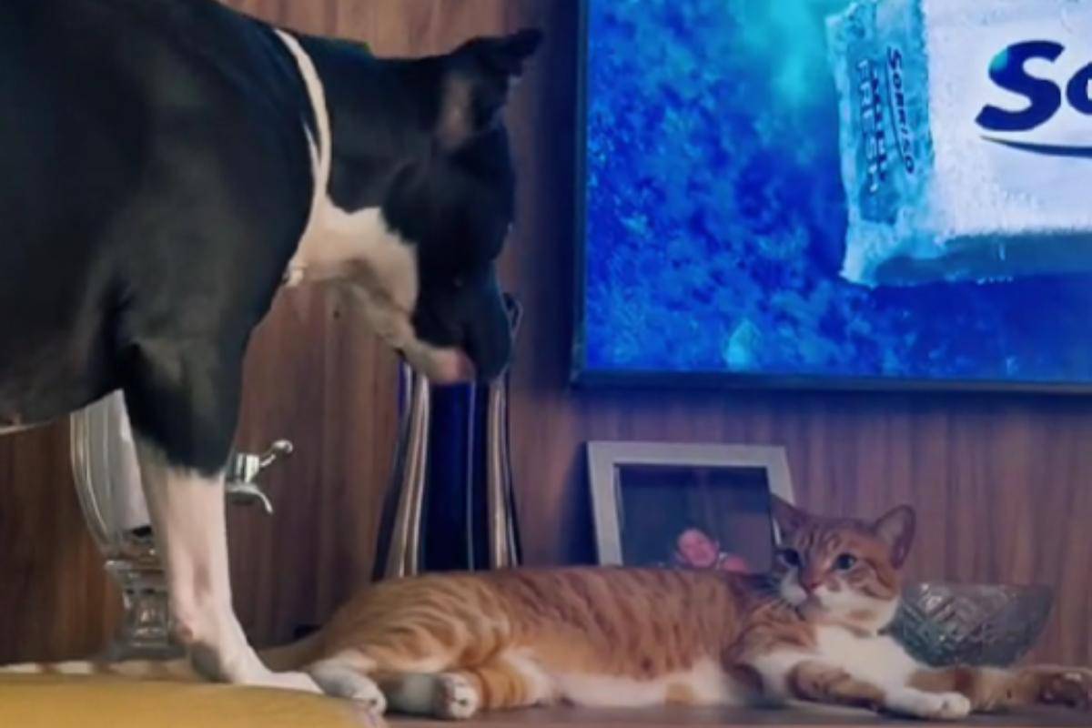 pitbull cerca avvicinarsi gatto