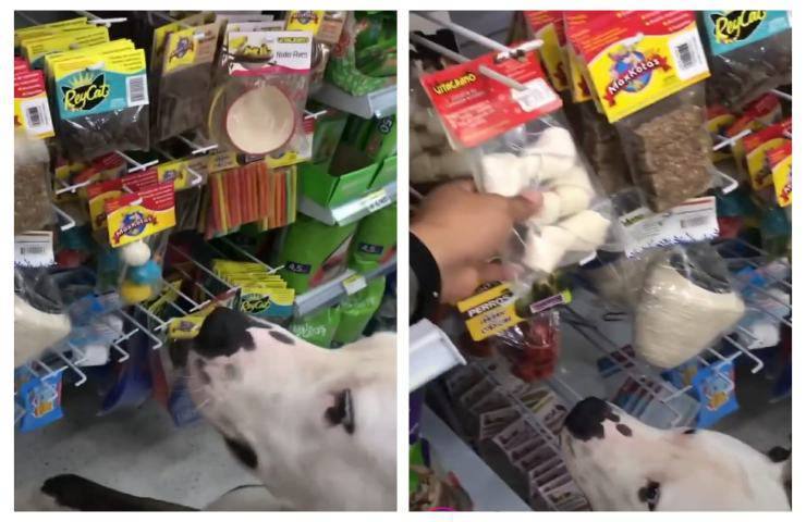 Cane abbaia insistentemente nel supermercato