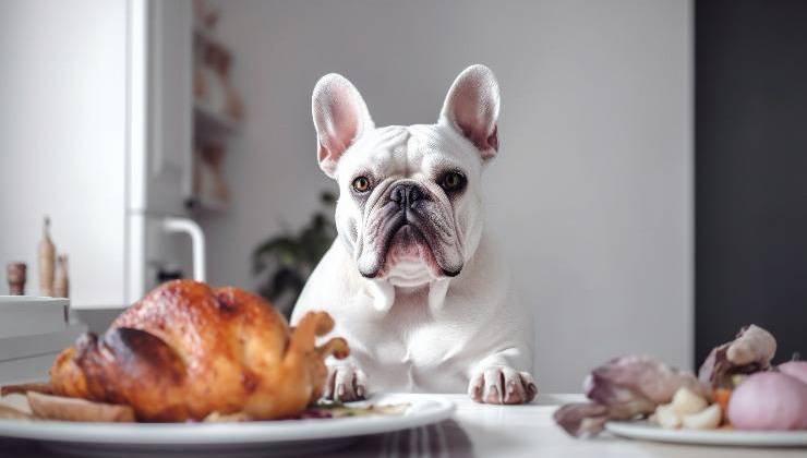 pollo per il cane