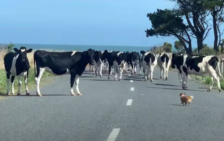 volpino con le mucche