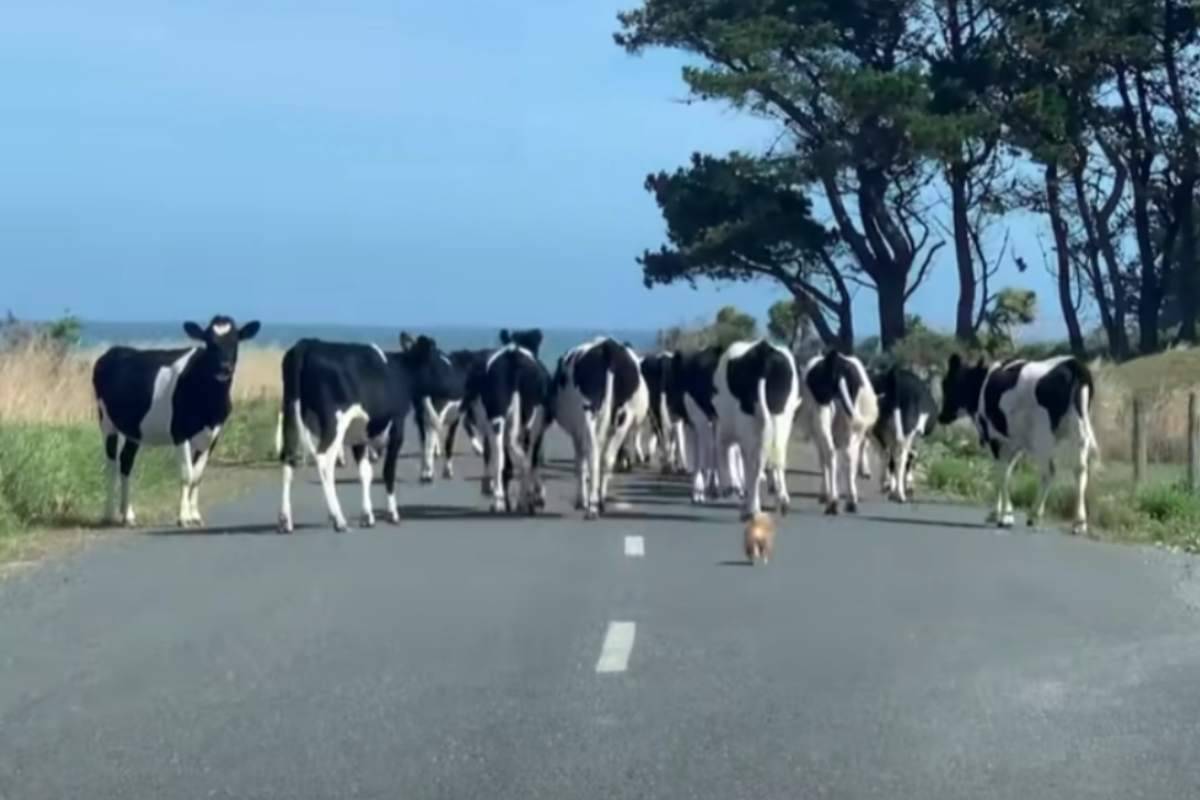 pomchi guidare mandria