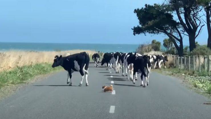 chihuahua guida mandria