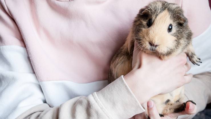 Porcellino d'India in braccio