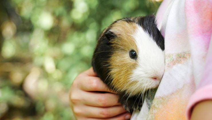 Porcellino d'India si sente sicuro