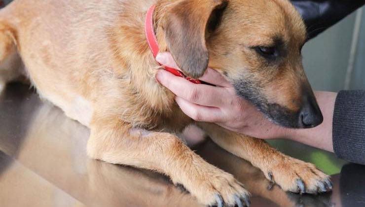 veterinario cane visita controllo 