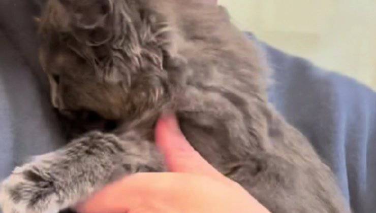 cos'è il sistema di distribuzione gatti