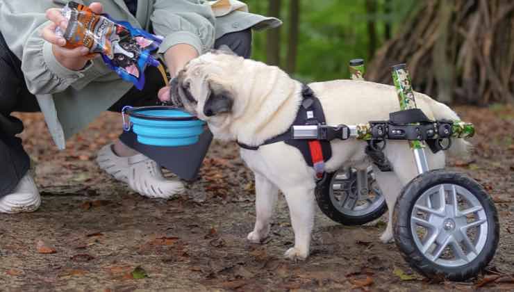 cane puggle mielopatia passeggiata 