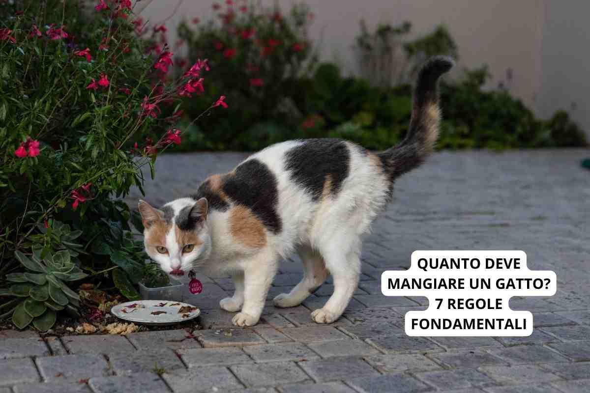 quanto deve mangiare gatto regole