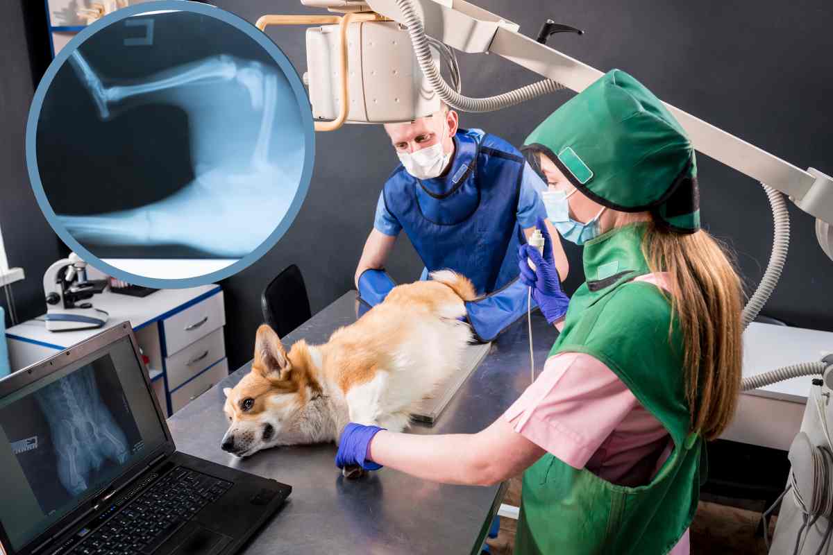 radiografia al cane