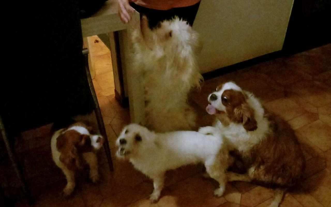 Abbandonati in casa quattro cani