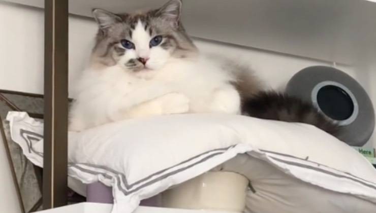 gatto cuscini libreria lampada 