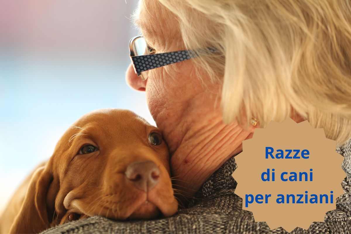 Cane e padrona anziana