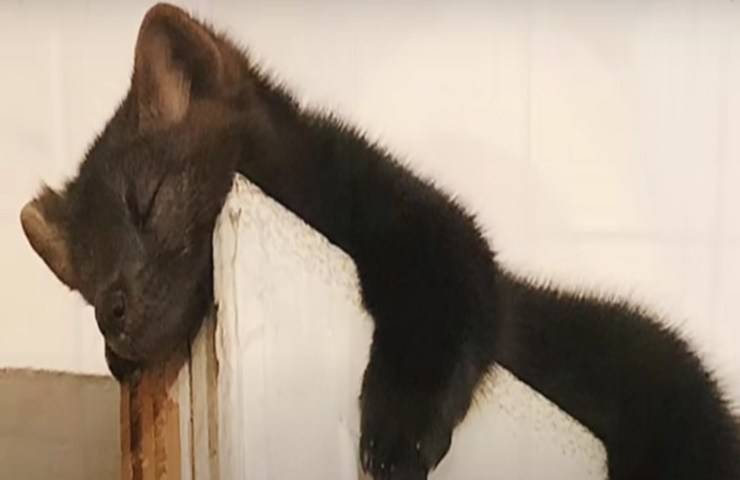 Accudisce un cucciolo trovato nel bosco