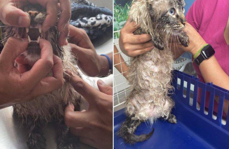 Gatto picchiato brutalmente