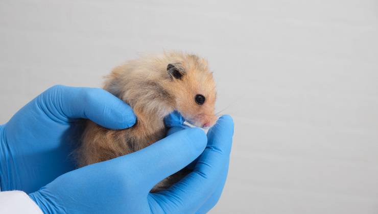 criceto nelle mani del veterinario